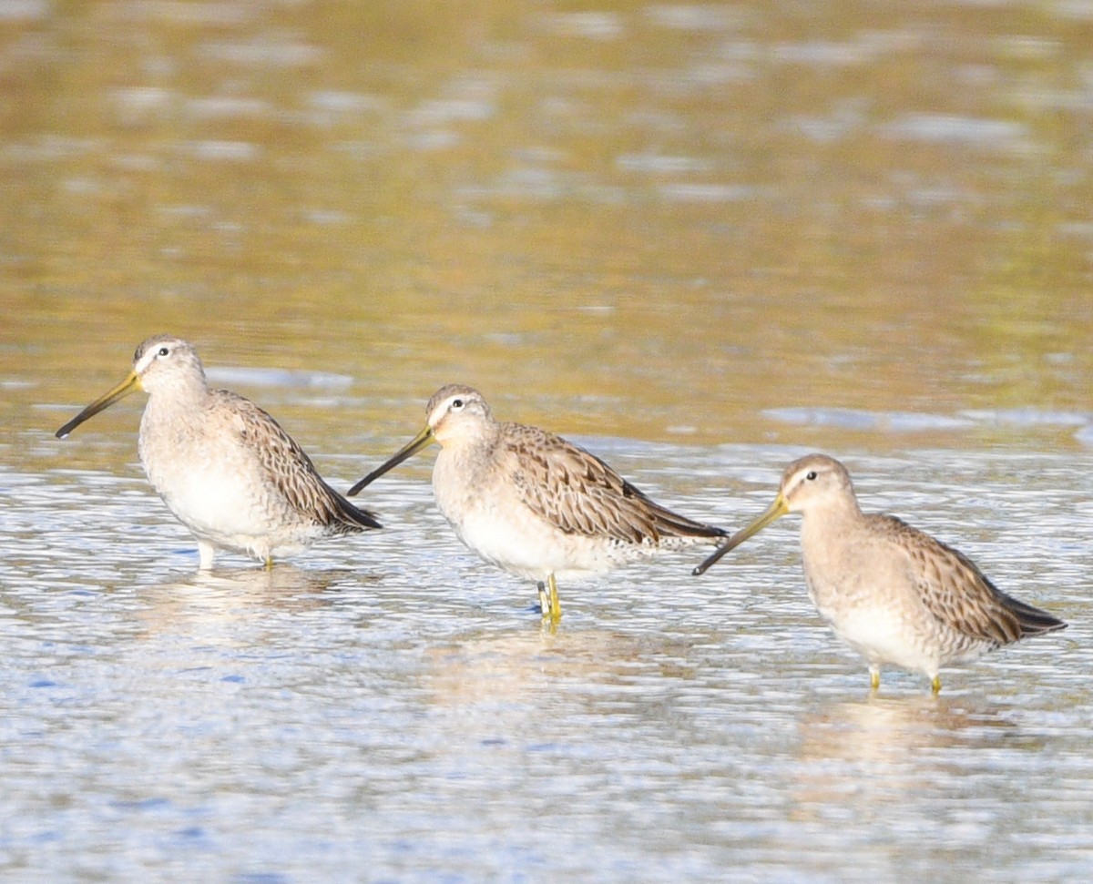 Long-billed Dowitcher - ML612831315