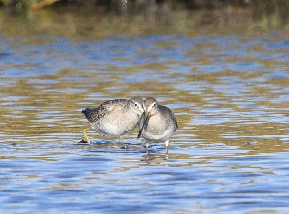 Long-billed Dowitcher - ML612831316