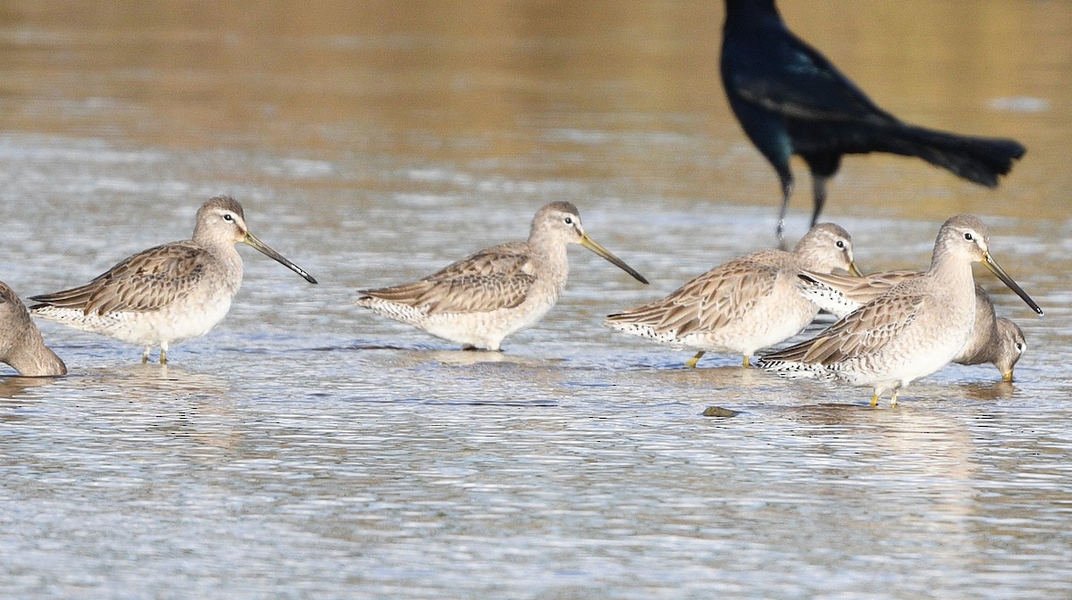 Long-billed Dowitcher - ML612831317
