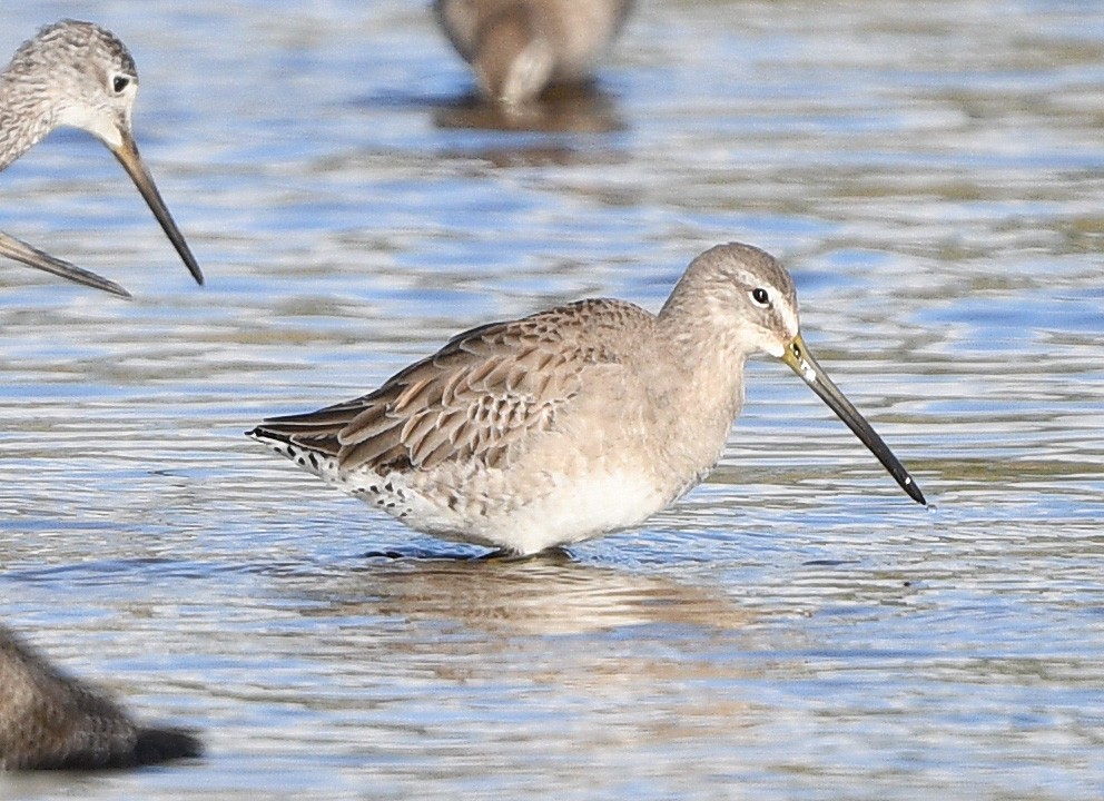 Long-billed Dowitcher - ML612831318