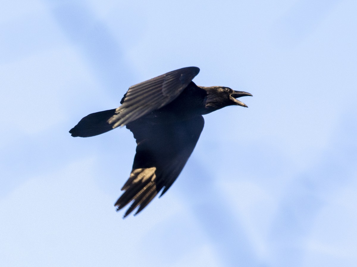 Common Raven - ML612831340