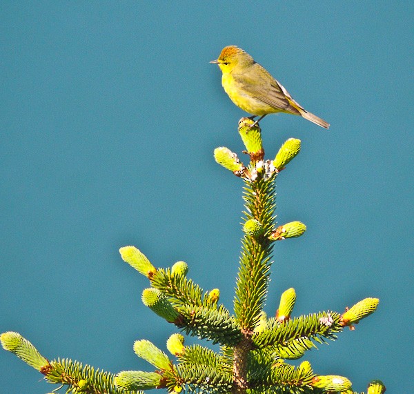 Orange-crowned Warbler - Arden Anderson