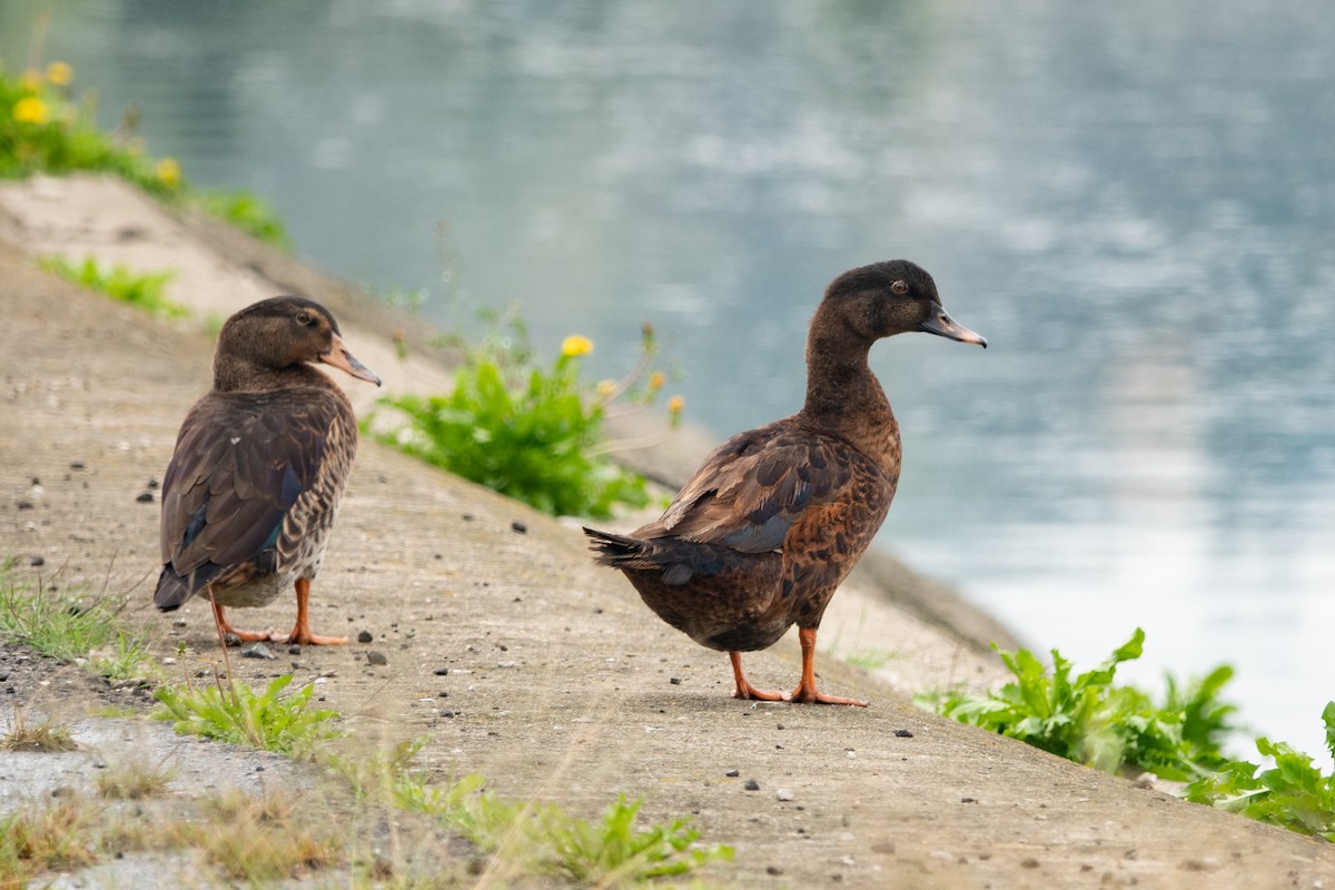 Canard musqué (forme domestique) - ML612831485