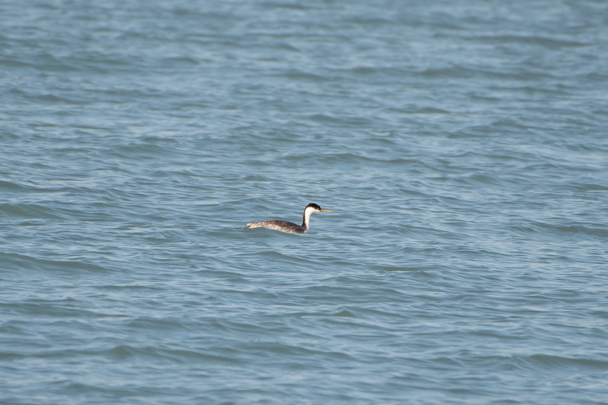 Western Grebe - ML612831555