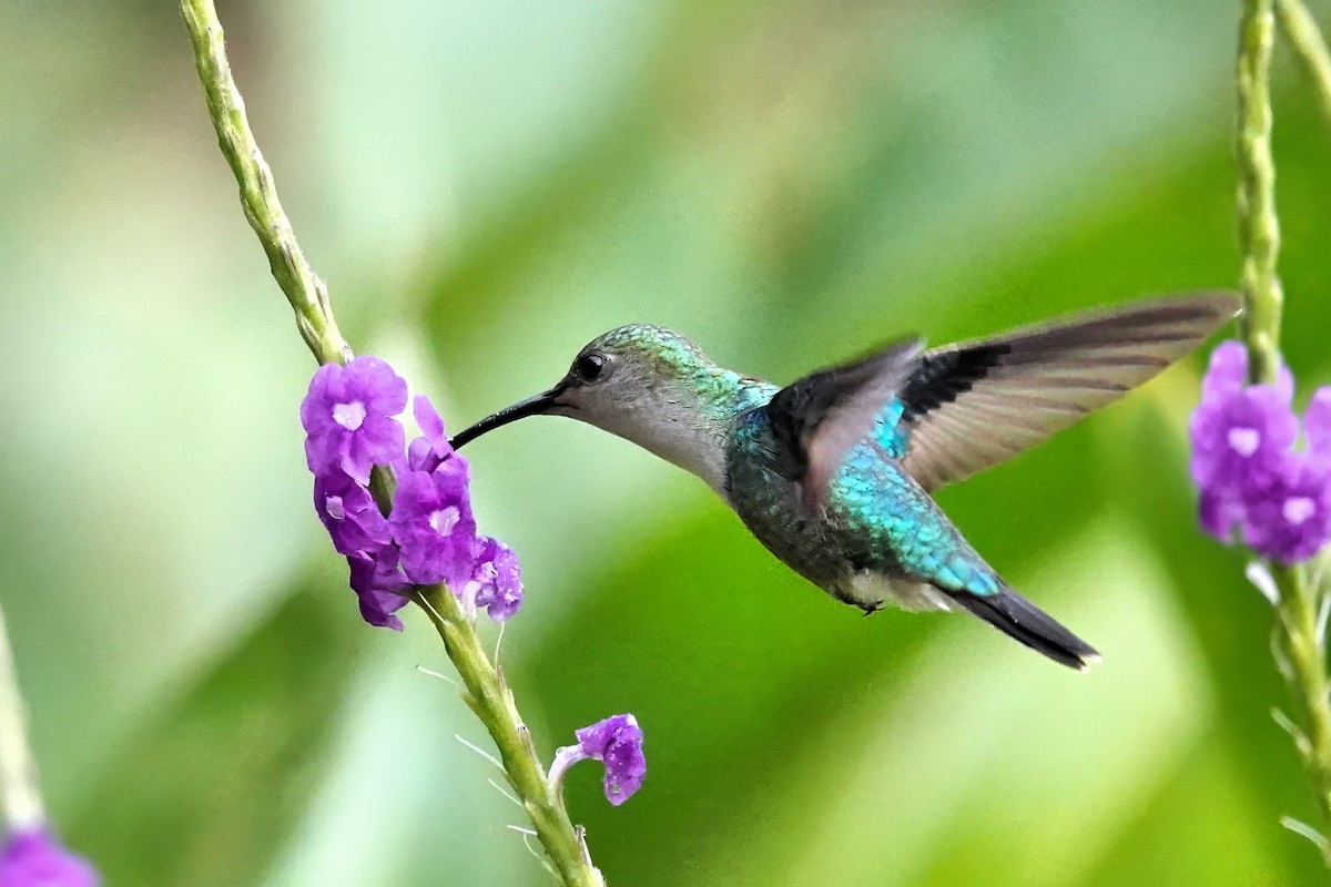 kolibřík safírovohrdlý - ML612831598