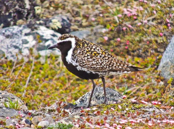 Pacific Golden-Plover - ML612831669