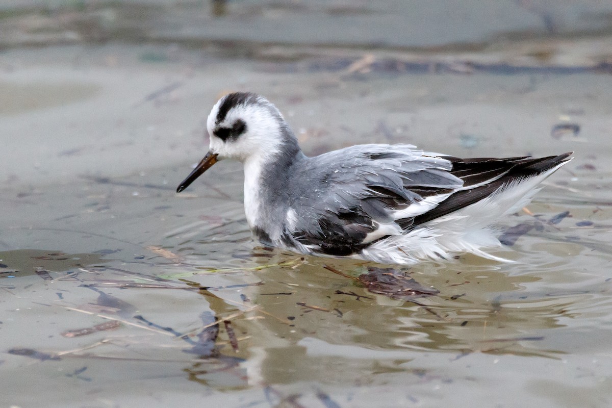 Phalarope à bec large - ML612831676