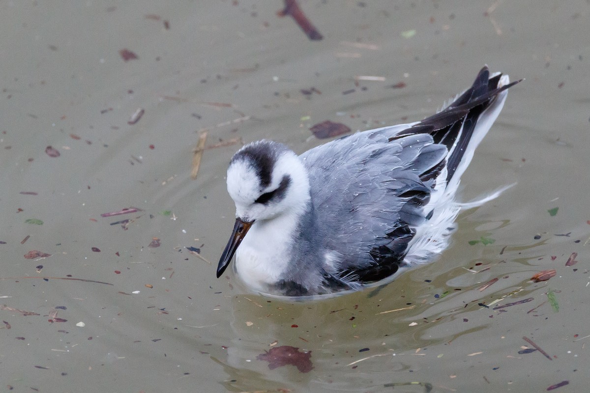 Phalarope à bec large - ML612831677