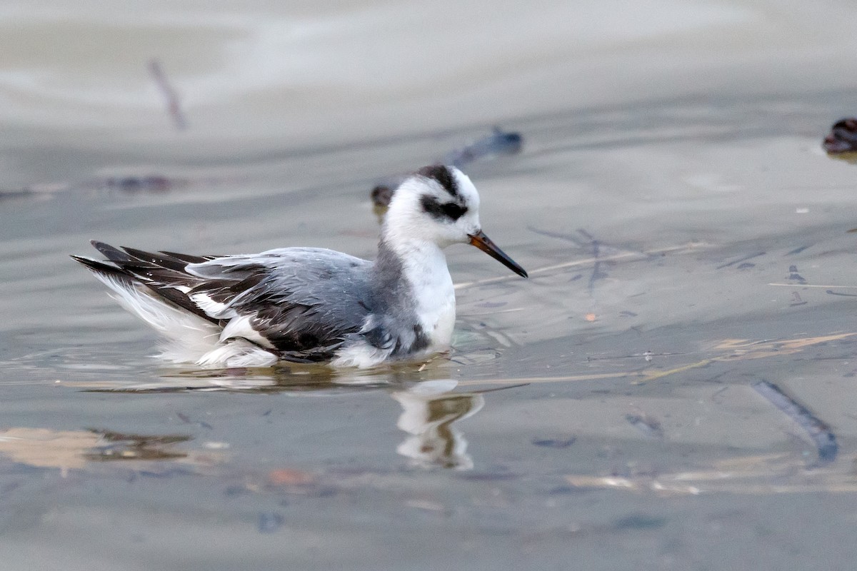 Phalarope à bec large - ML612831678