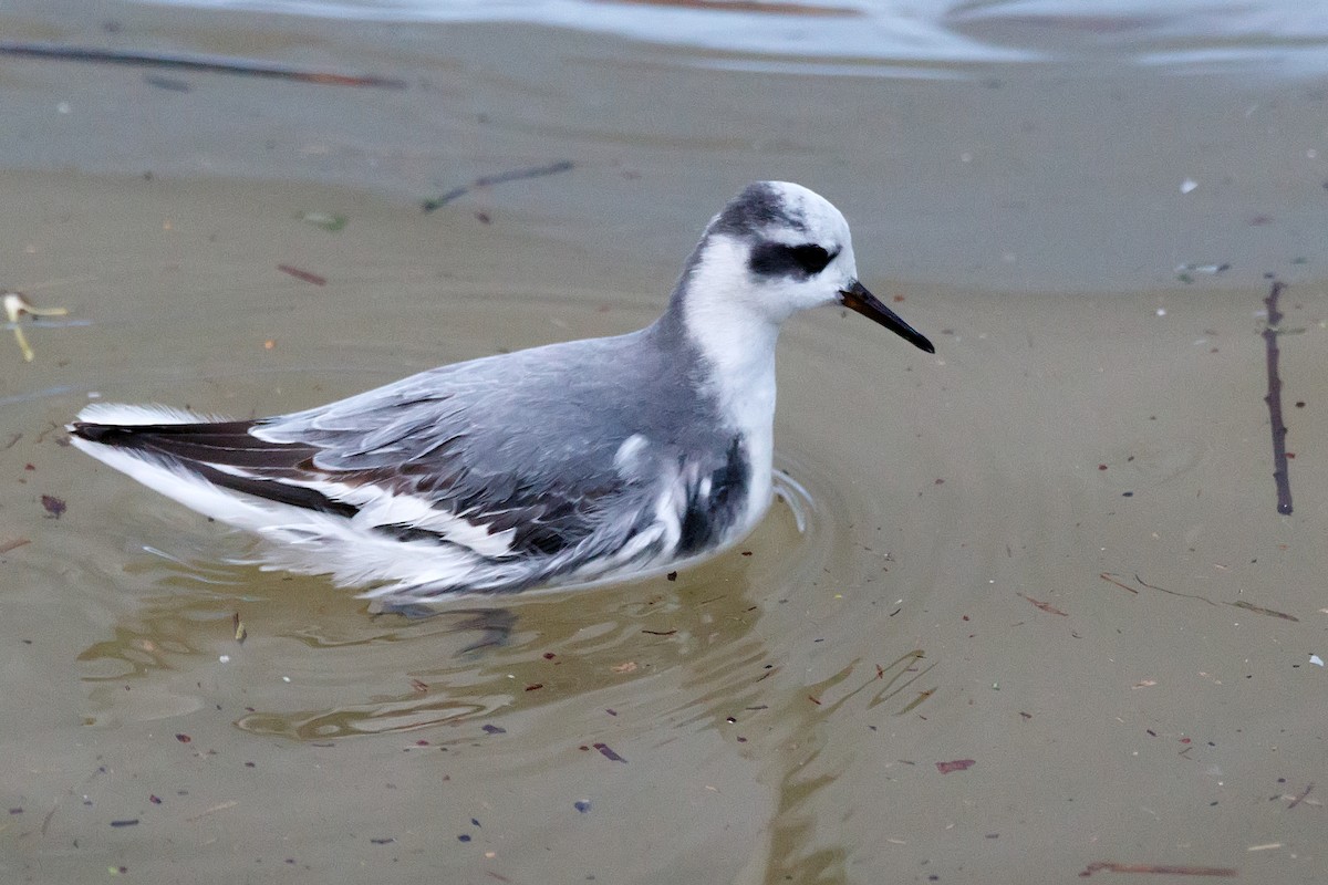 Phalarope à bec large - ML612831679