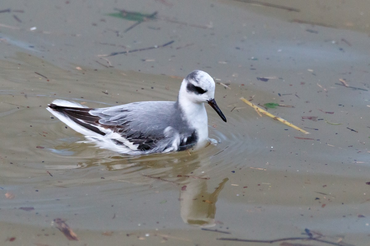 Red Phalarope - Delfin Gonzalez