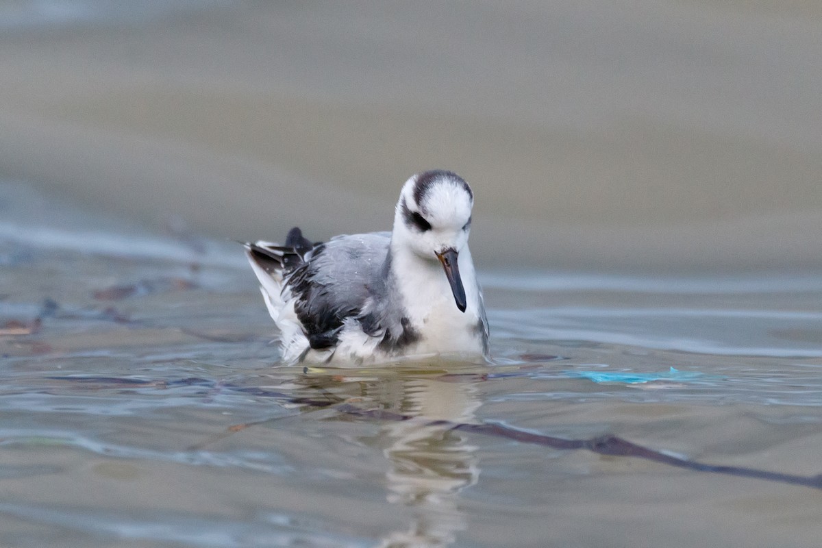 Phalarope à bec large - ML612831684