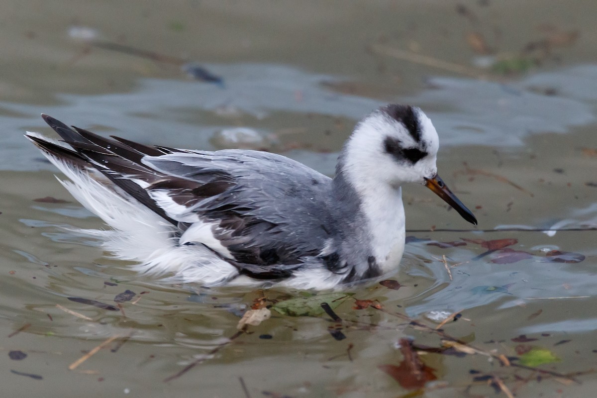 Phalarope à bec large - ML612831685