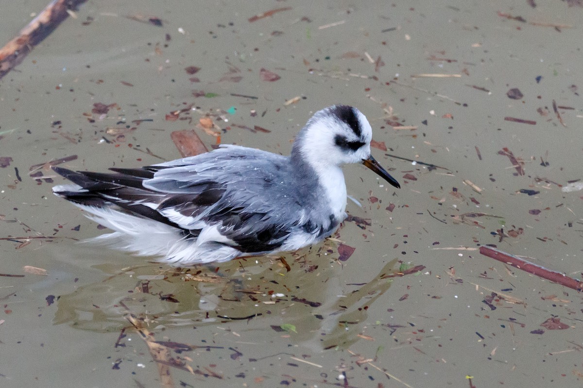 Red Phalarope - Delfin Gonzalez