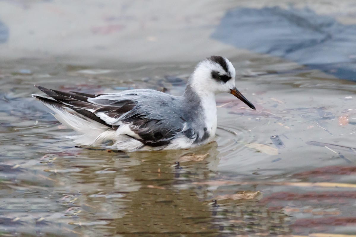 Phalarope à bec large - ML612831688