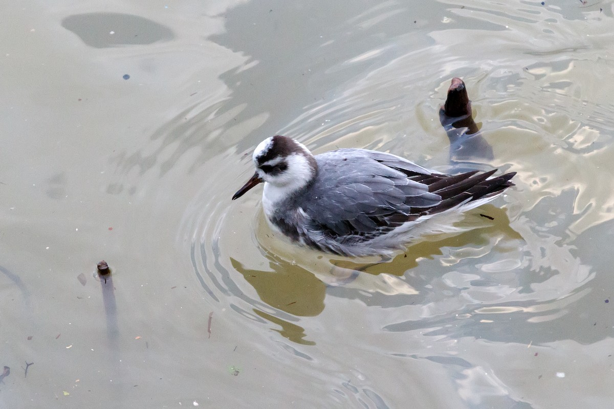 Phalarope à bec large - ML612831689