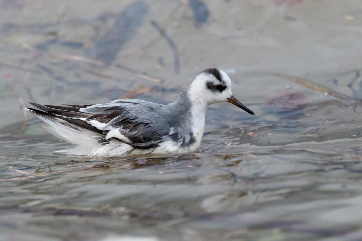 Phalarope à bec large - ML612831690