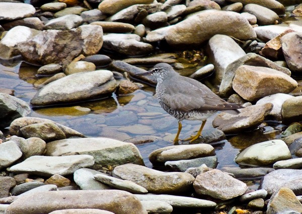 Wanderwasserläufer - ML612831709