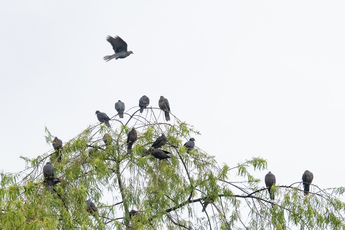 Pigeon à queue barrée (groupe albilinea) - ML612831719