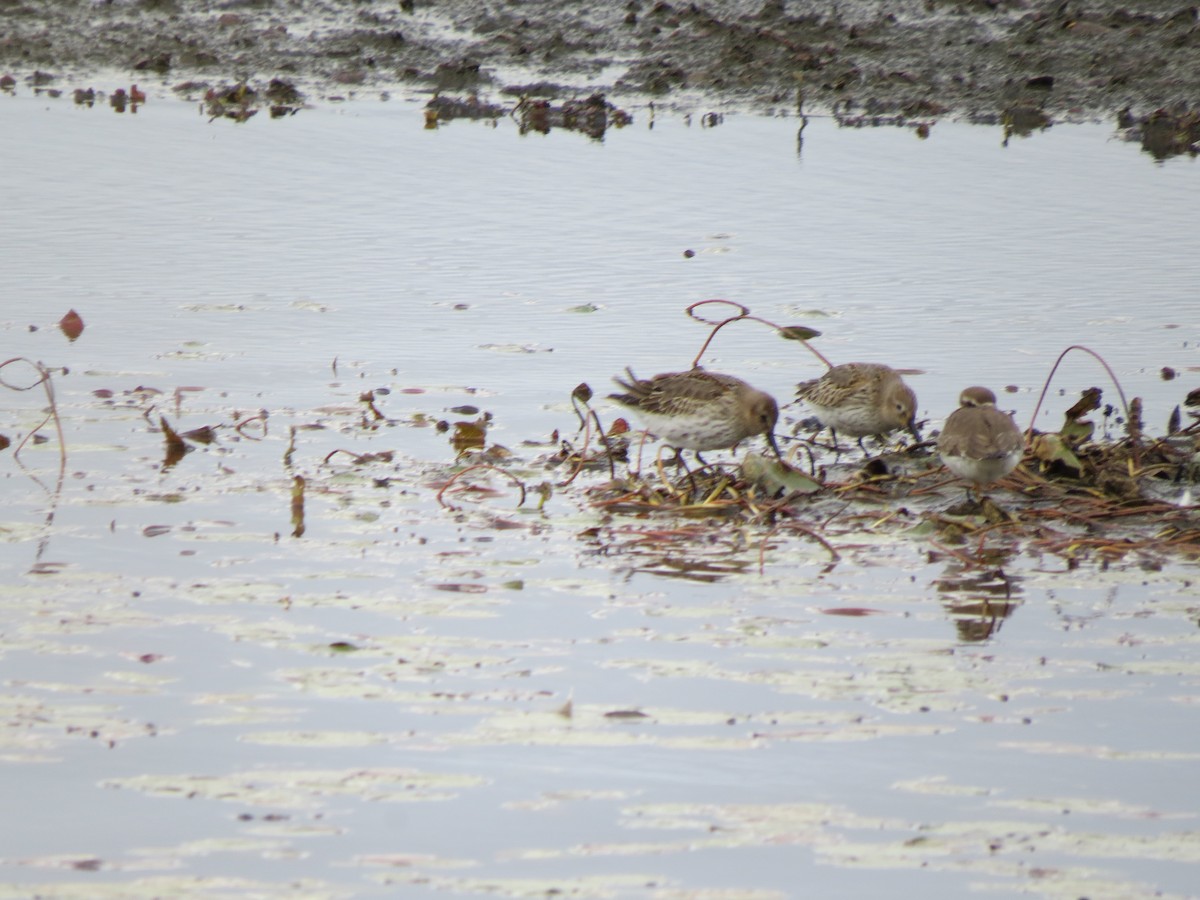 Dunlin - ML612831729