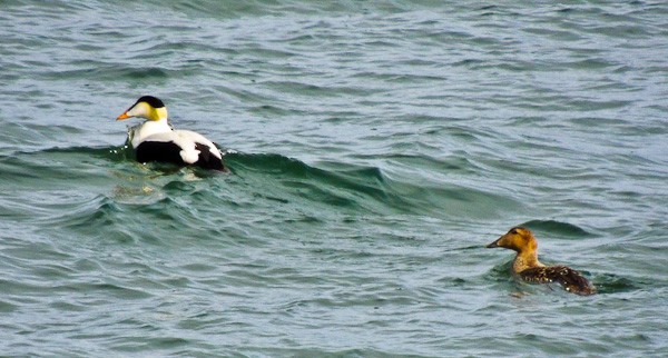 Common Eider - Arden Anderson