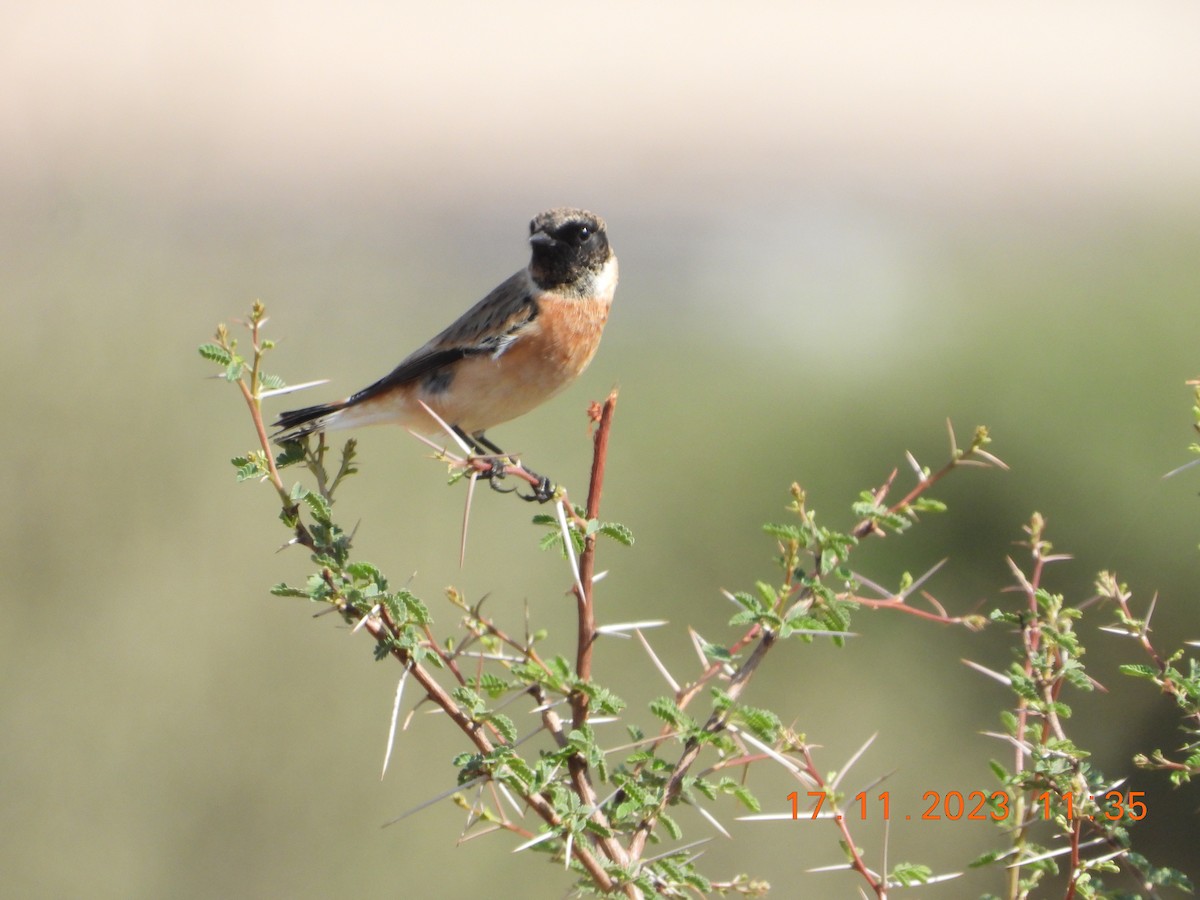 European/Siberian Stonechat - ML612831817