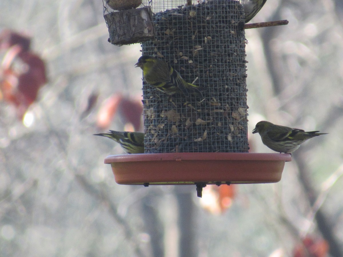 Eurasian Siskin - ML612831859