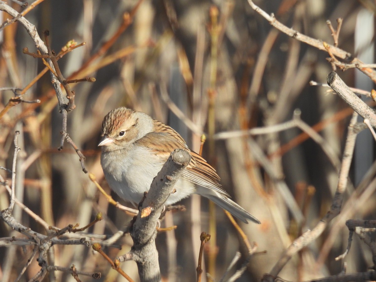 Chipping Sparrow - ML612831899