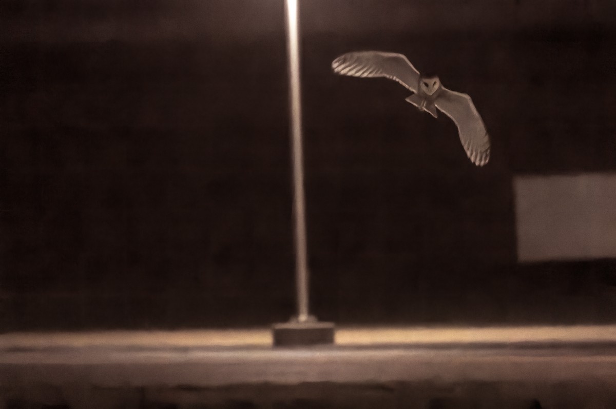 American Barn Owl - ML612831910