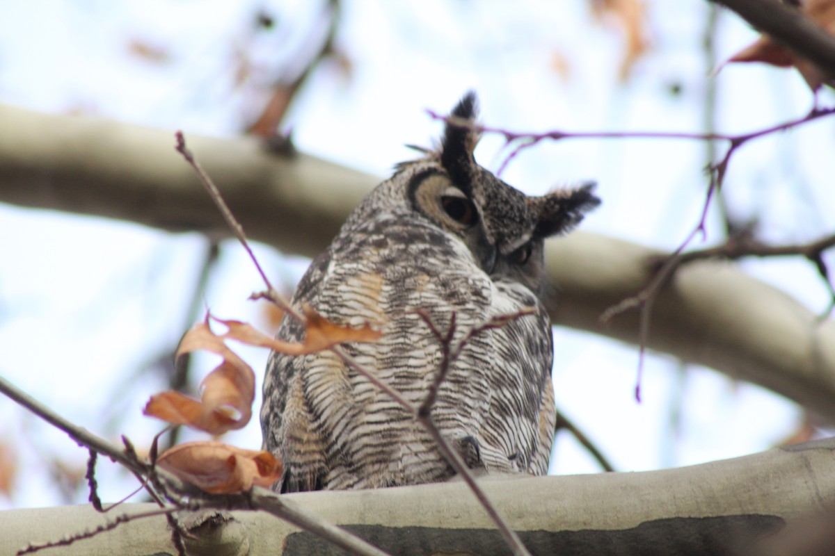 Great Horned Owl - ML612831922