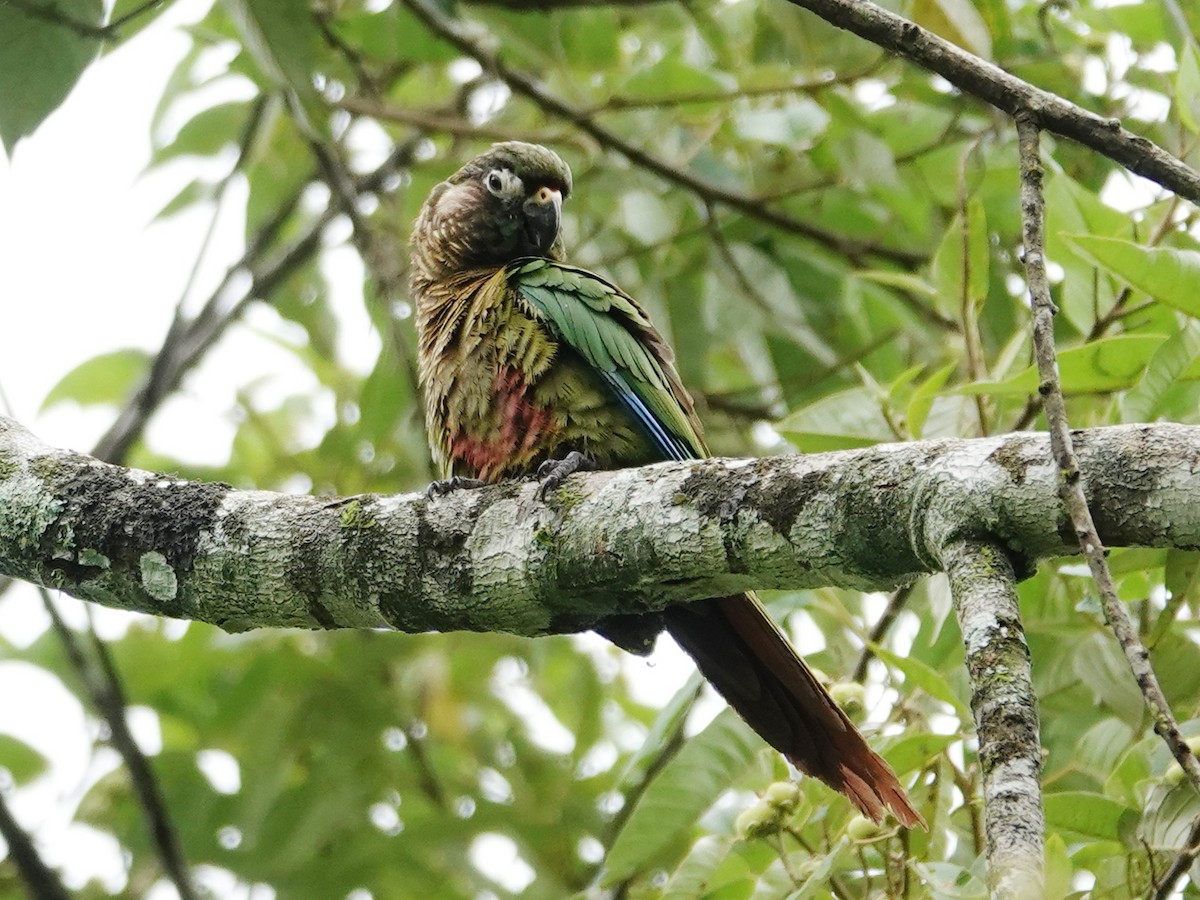 Maroon-bellied Parakeet (Maroon-tailed) - ML612831962