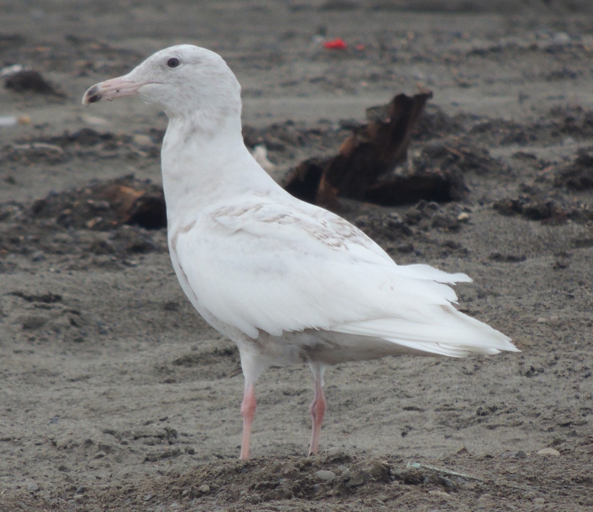 Glaucous Gull - Arden Anderson