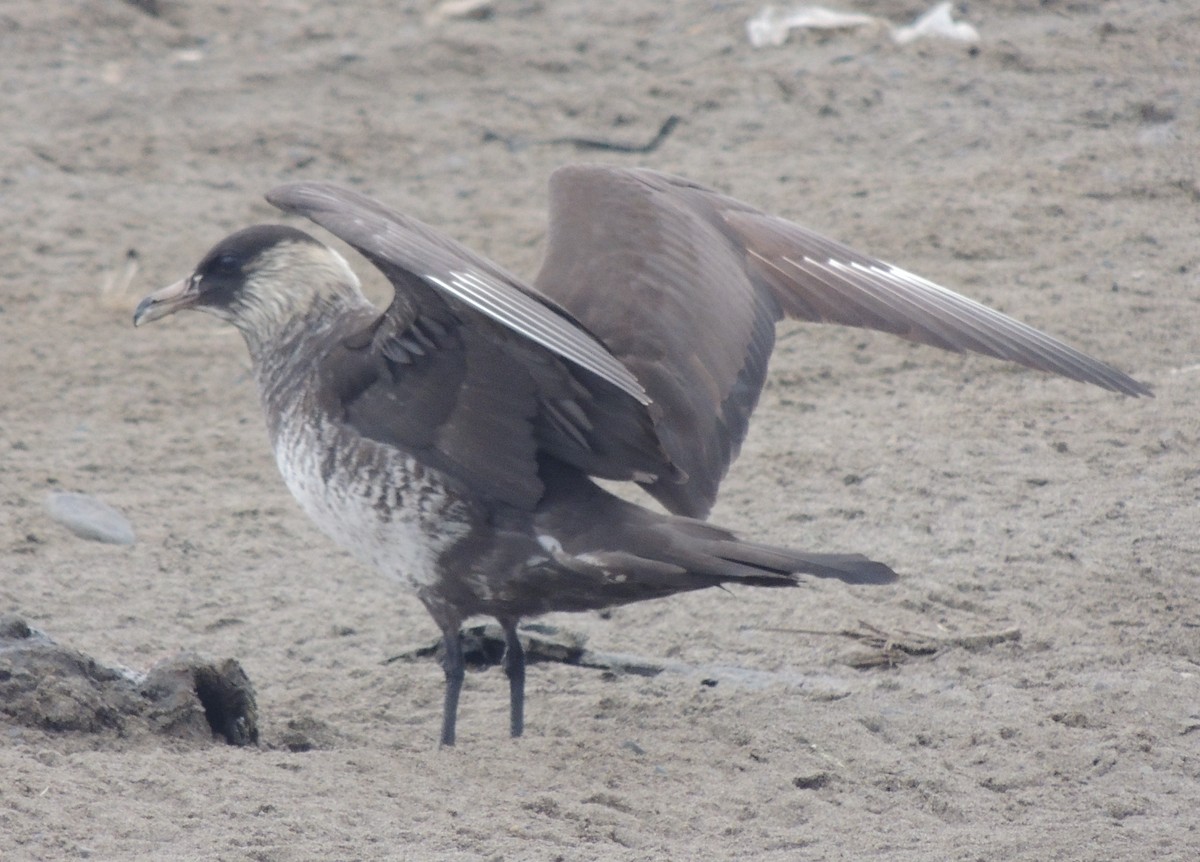 Pomarine Jaeger - ML612832108