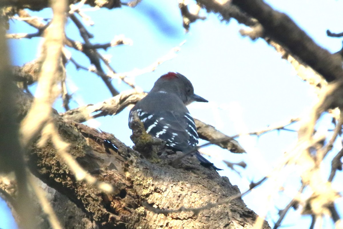 Arabian Woodpecker - Clyde Blum