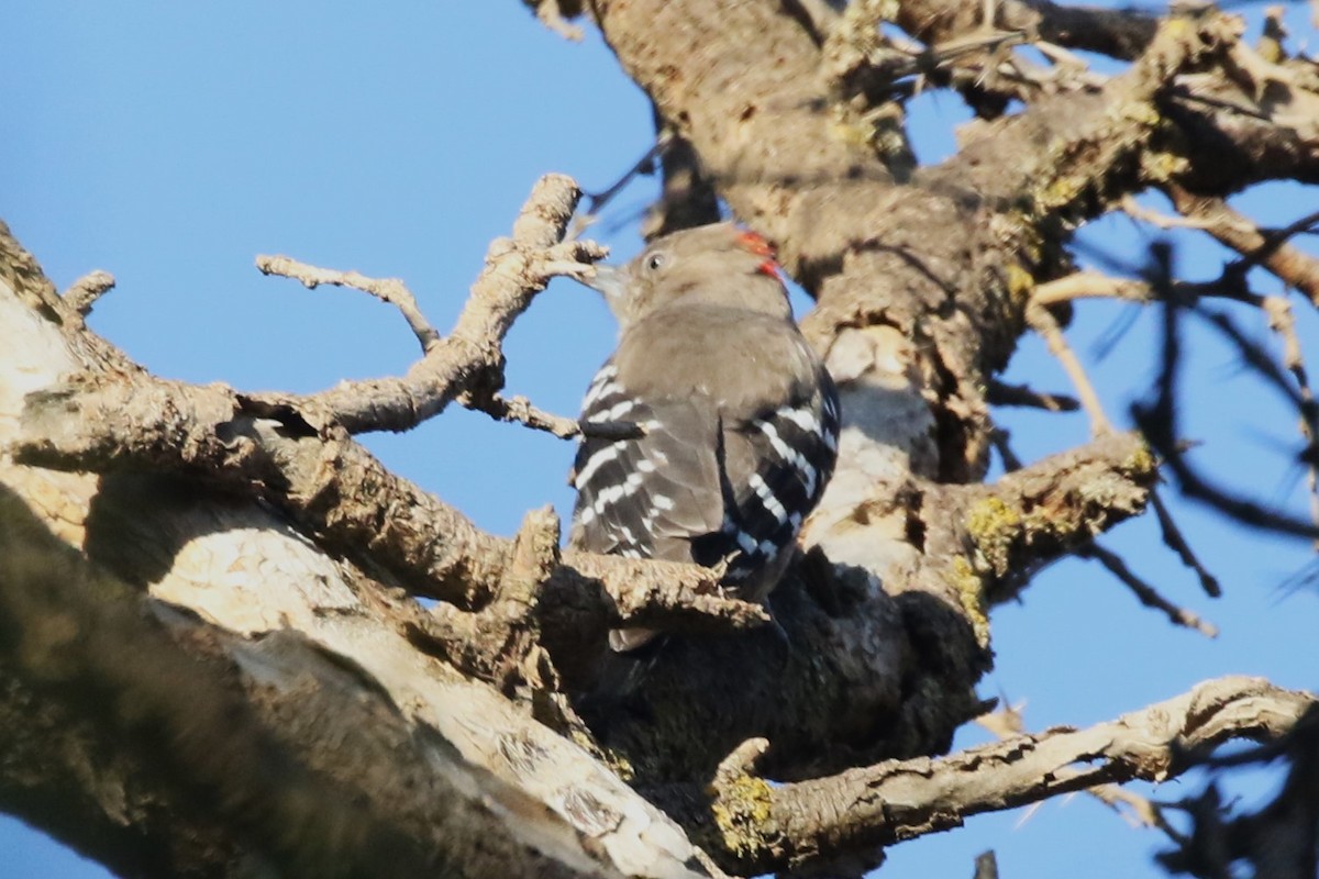 Arabian Woodpecker - ML612832165