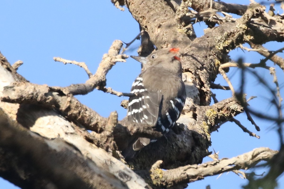 Arabian Woodpecker - Clyde Blum