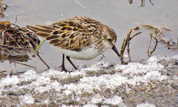 Semipalmated Sandpiper - ML612832195