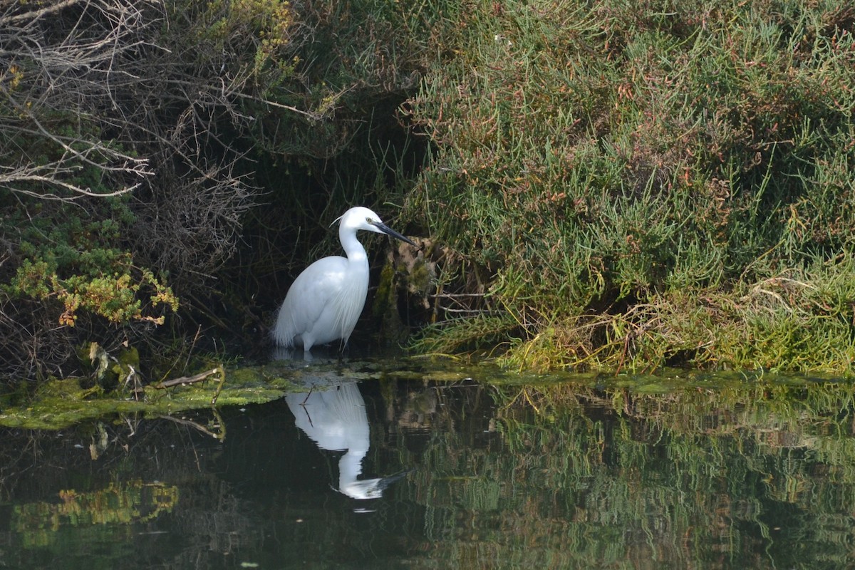 Little Egret - ML612832223