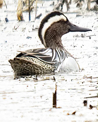 Garganey - Michał Grądcki