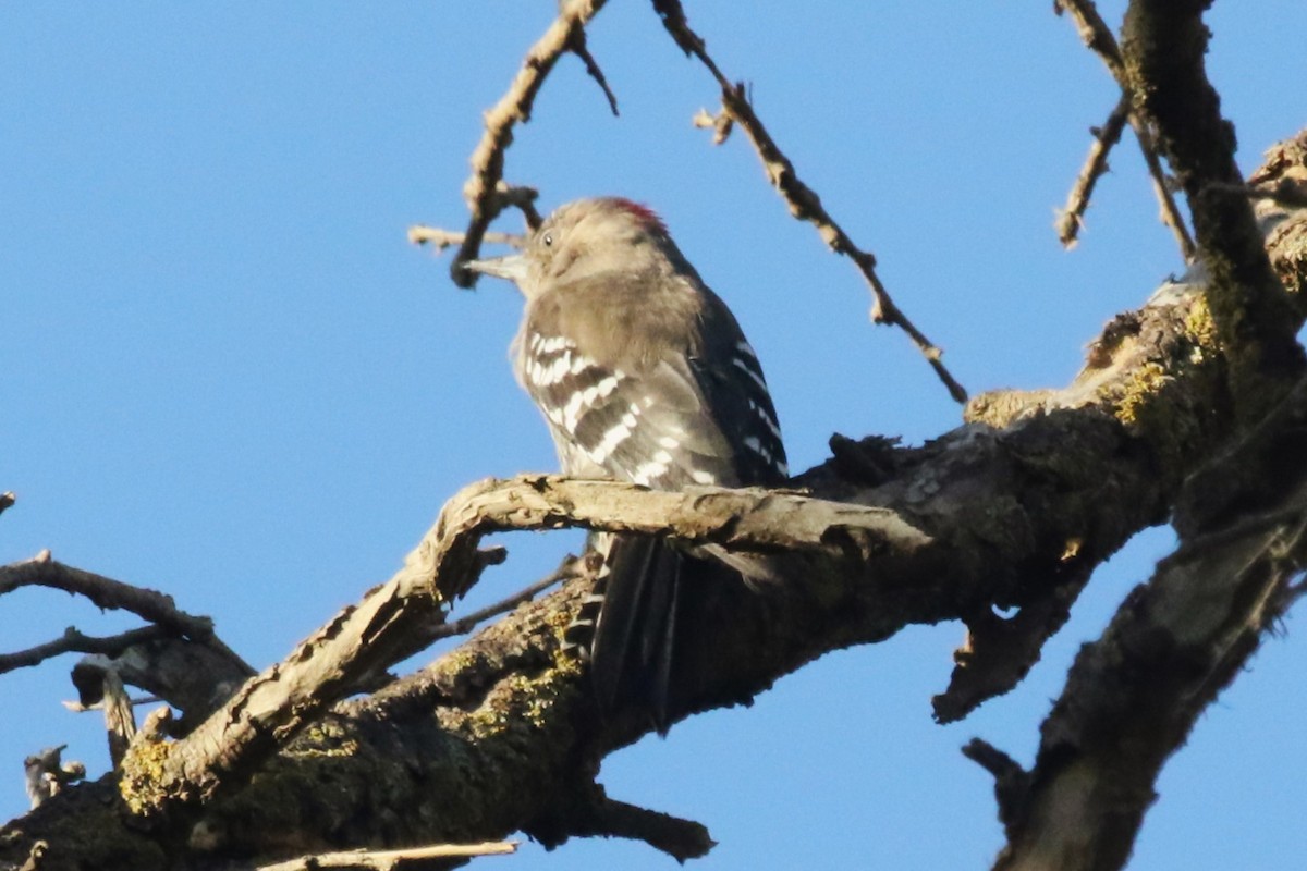 Arabian Woodpecker - ML612832278