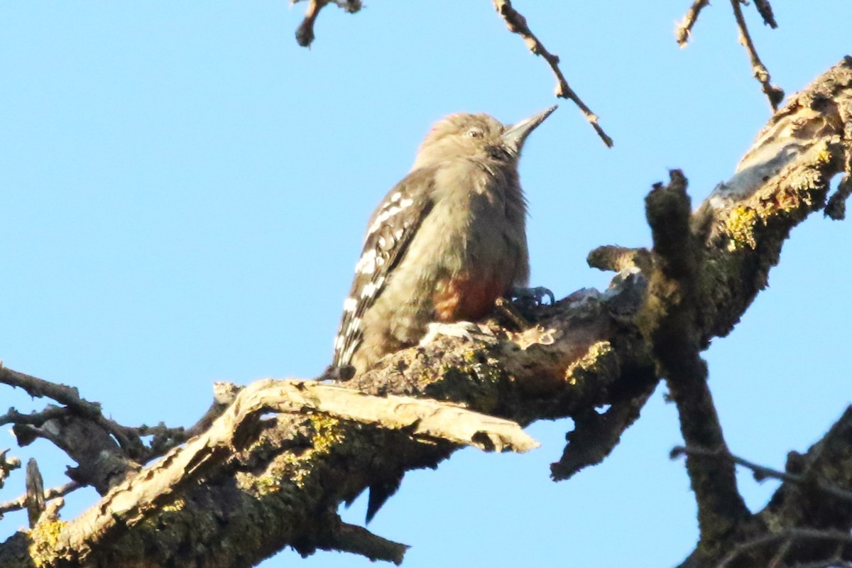 Arabian Woodpecker - Clyde Blum