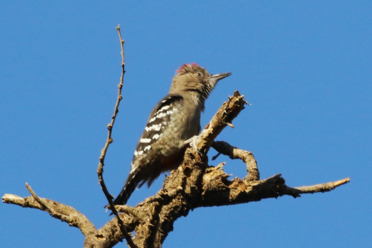 Arabian Woodpecker - Clyde Blum