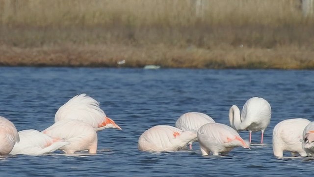 Greater Flamingo - ML612832341