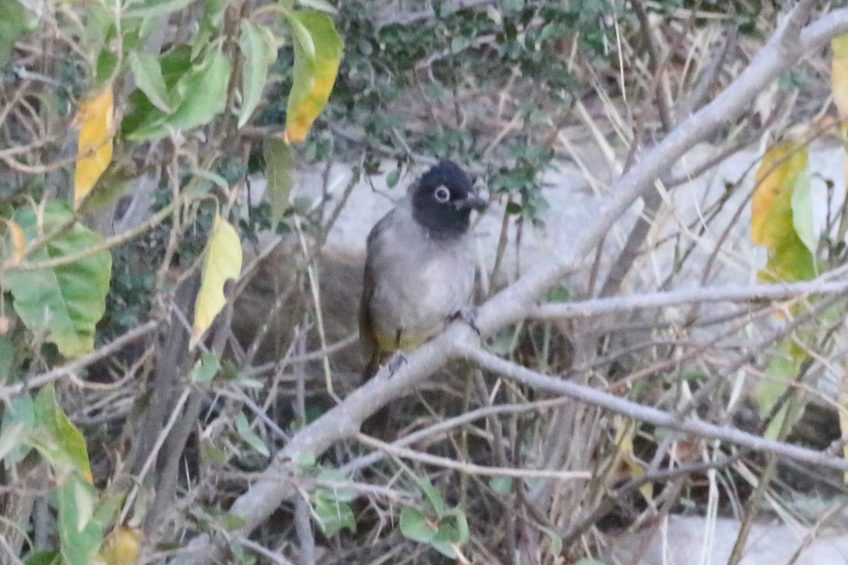 White-spectacled Bulbul - ML612832373