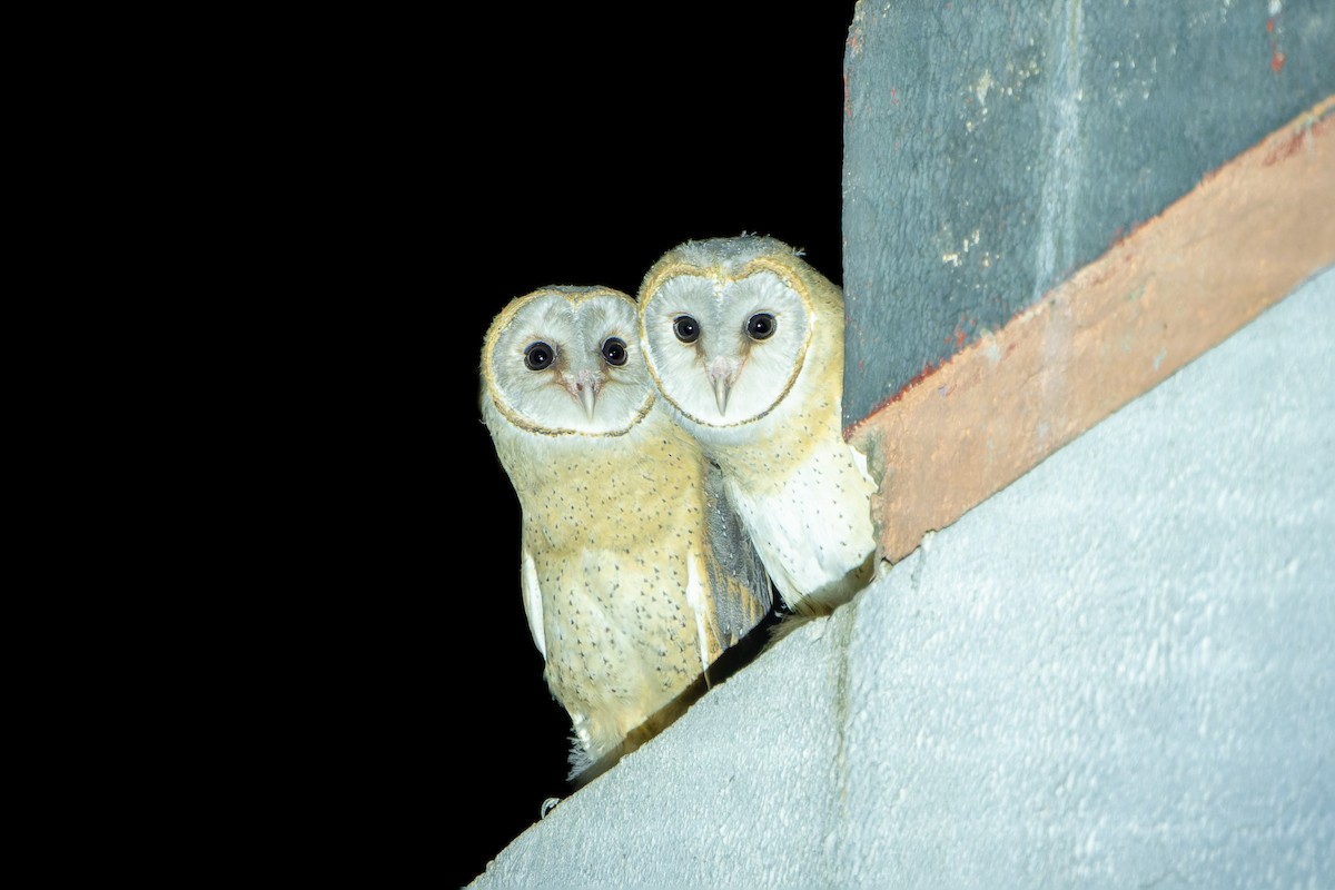 Barn Owl - Manoj ch