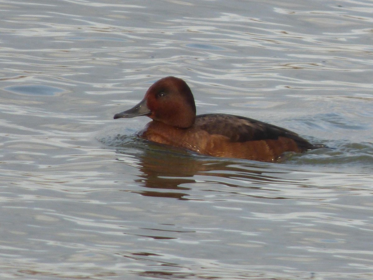 Ferruginous Duck - ML612832391