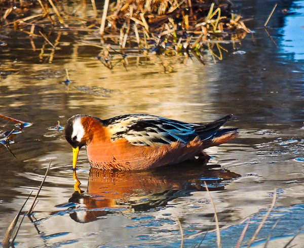 Phalarope à bec large - ML612832484