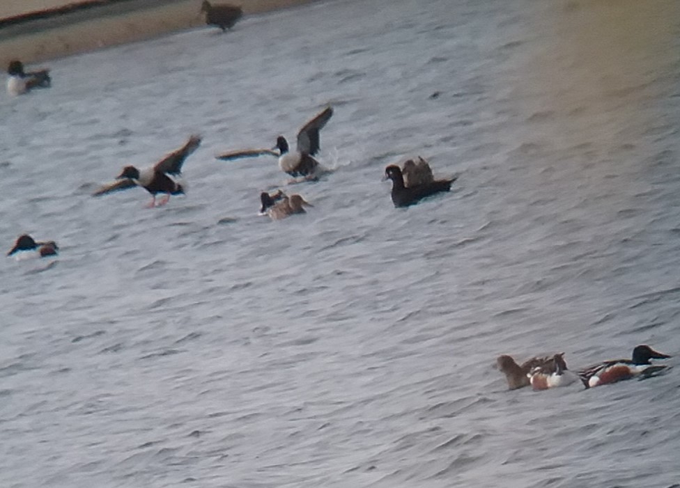 duck sp. - ML612832511