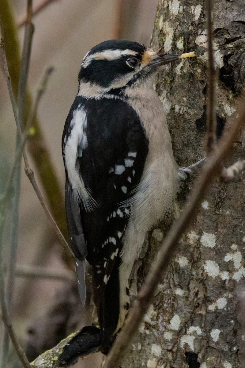 Downy Woodpecker - ML612832571