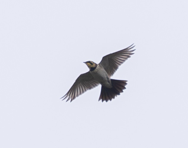 Horned Lark (Western rufous Group) - ML612832620